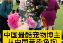 染色狗的发现时刻（细心宠主的关键在于耐心观察）