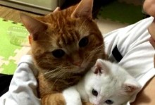 猫抱着人胳膊咬还叫，是一种什么行为？（探索猫咪抱人胳膊咬叫背后的原因及解决办法）