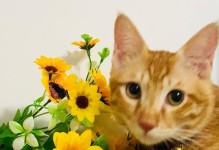 揭秘猫咪“菊花”里的秘密（探究猫咪的菊花为什么常常被人提起）