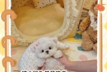 如何应对好咬人的泰迪狗（安全与训练都不能缺少的关键）