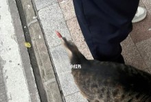 小猫断尾与小狗断尾一样吗？