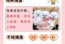 英系博美vs美系博美（从外貌到性格，你更喜欢哪种博美？）