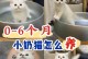 新生奶猫护理指南（学习如何正确护理和照顾新生奶猫，让它们健康成长）