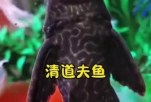 揭秘清道夫鱼（清道夫鱼到底能否真正清洁鱼缸？解读清道夫的奥秘）