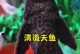 揭秘清道夫鱼（清道夫鱼到底能否真正清洁鱼缸？解读清道夫的奥秘）