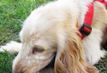 英国可卡犬（探寻英国可卡犬的源流与特点）