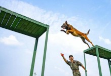 边境牧羊犬——训练易得心应手（从宠物的角度看，训练成功的秘诀是什么？如何避免训练的困难？）