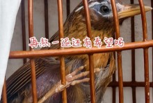 画眉养多久可以不用鸟布？（探索美丽之道，解密画眉的时间周期）