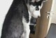 “口水狂犬”的奇特习性（揭秘狗狗咬什么就咬什么的原因与行为）