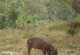 猎犬中最适合抓野鸡的品种是什么？（探寻猎犬世界中的鸟类捕捉专家）
