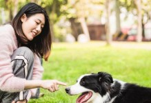 狗狗怀孕绿色物质的影响（认识绿色物质，保护母犬健康）