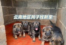 中国昆明犬的饲养指南（爱犬的幸福生活从饲养开始）