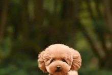 贵宾犬之床边情缘（揭秘贵宾犬为何总喜欢睡在主人床边）