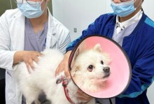 狗狗拉尿出现褐色东西？关注宠物健康！（如何识别狗狗拉尿中的异常情况，以及如何预防？）
