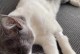 猫砂的选择与使用（了解猫砂种类，让猫咪拉屎更舒适）