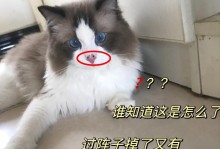 猫咪的健康状态如何观察？（从鼻子开始，识别猫咪的健康状况）