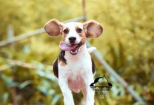 视觉犬（为弱视和盲人提供的无私陪伴与支持）