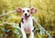 视觉犬（为弱视和盲人提供的无私陪伴与支持）