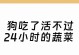 狗的健康饮食之蔬菜清热解毒（为您的爱犬选择适合消火的蔬菜）