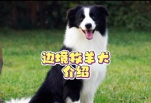 了解边境牧羊犬（边境牧羊犬的聪明才智与养护秘籍）