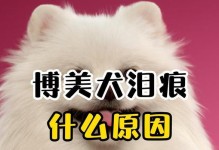 解决博美犬泪痕问题的终极指南（找准原因，消除泪痕困扰）