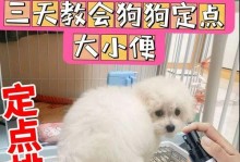 贵宾犬训练秘籍（打造乖巧听话的贵宾犬）