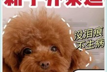 泰迪犬的饲养之道（泰迪犬饲养需注意的关键点，每天喂食的最佳时间是什么？）