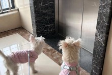 带狗狗出门必备用品