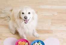 如何让金毛犬的饮食更健康？（以宠物为主，让你的金毛犬吃得更健康）