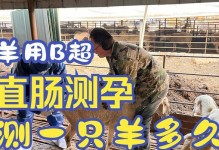 母羊快要生产的症状解析（掌握关键症状，保障母羊顺利分娩）