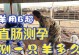 母羊快要生产的症状解析（掌握关键症状，保障母羊顺利分娩）