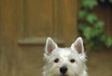 《了解以梗犬的不同品种》（各具特色的以梗犬品种及其特点一览）