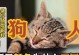 狗为何会追人？（探寻狗类追人行为背后的原因与动机）