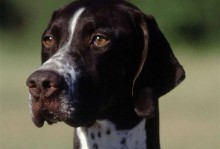 全能枪猎犬（在户外活动中的最佳伙伴）