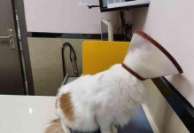 域康宠物医院（专业、贴心、可信赖，宠物医疗的首选之地）