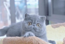 加菲猫纯种的丰富色彩（探索加菲猫纯种的多样外貌色彩）
