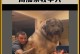 高加索犬的寿命及养护（揭秘高加索犬的长寿秘诀与养育要点）