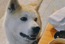 秋田犬怀孕期是多少天？（了解秋田犬的妊娠周期，做好繁殖准备！）