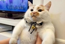 为什么猫咪不喜欢舔人？（探寻猫咪舔人的心理与行为原因）