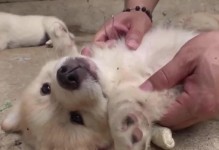 孕狗的饮食需求（孕期狗狗应该吃什么？如何为狗狗提供营养均衡的饮食？）