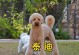 以泰迪养多久可以卖？（泰迪养育期及适宜销售时间）