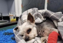 狗呕吐（如何判断狗的呕吐是否需要担心，以及如何帮助狗犬缓解呕吐问题？）