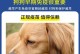 宠物狗狗的预防针计划（出生后多久打预防针才安全？）