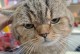 探究猫咪不喜欢与人亲近的原因（以猫为主题的行为习性解析）