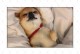 狗狗的睡眠需求（揭秘狗狗睡眠时长的科学依据）