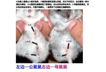 伯瑞犬的饲养方法（打造健康、快乐的伯瑞宠物生活）