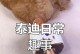 泰迪毛发成型的时间和技巧（探究泰迪毛发成型的时间、技巧及注意事项）