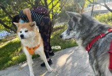 秋田犬的刷理全攻略（以宠物为主，让你的秋田犬健康无比！）