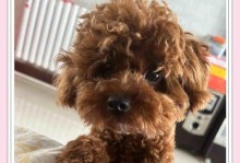 如何照顾感冒发烧的泰迪犬（有效方法帮助泰迪犬早日康复）