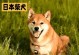 日本犬品种介绍（探索日本犬世界的多样性）